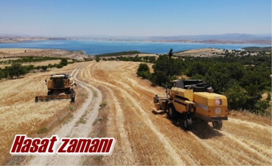 Hasat zamanı
