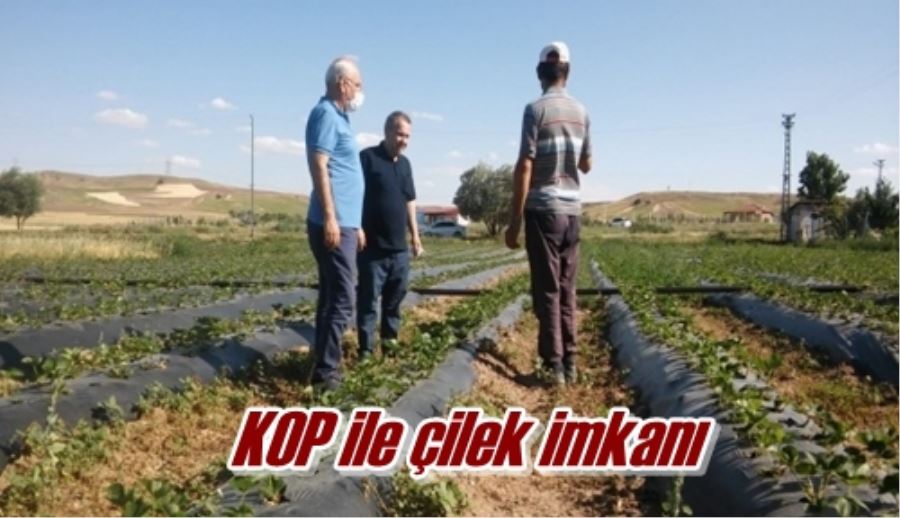 KOP ile çilek imkanı