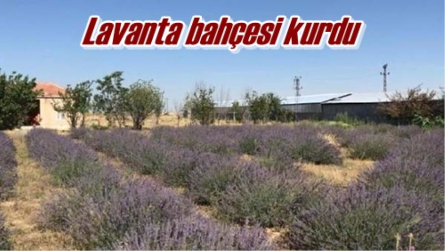 Lavanta bahçesi kurdu