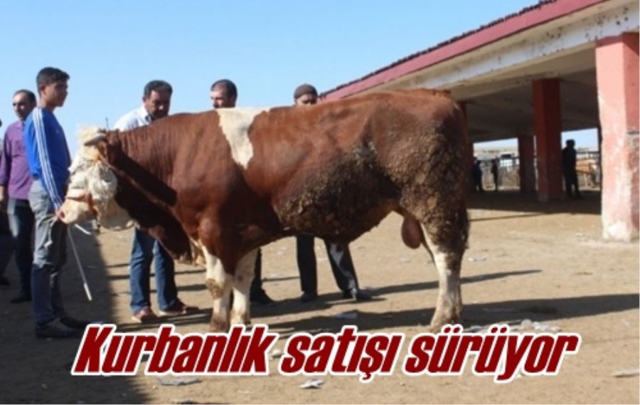 Kurbanlık satışı sürüyor