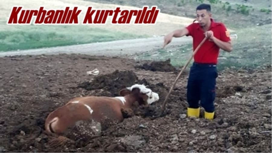 Kurbanlık kurtarıldı