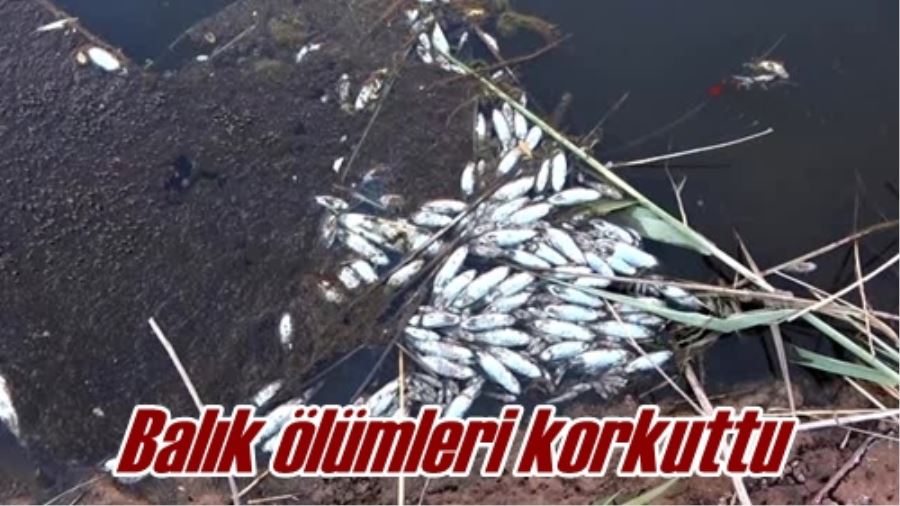 Balık ölümleri korkuttu