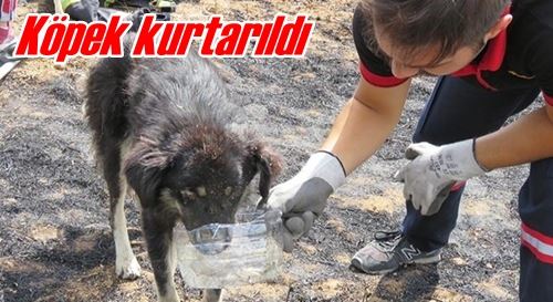 Köpek kurtarıldı