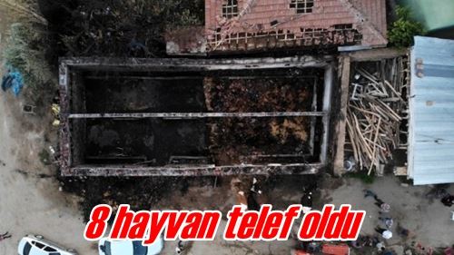 8 hayvan telef oldu