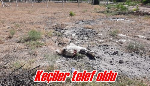 Keçiler telef oldu