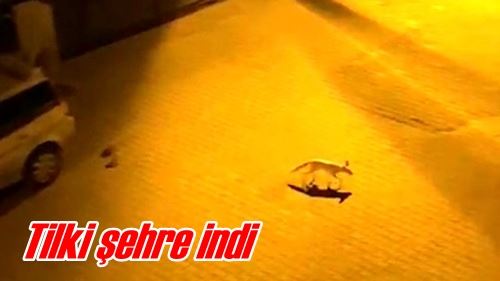 Tilki şehre indi