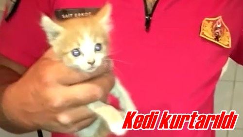 Kedi kurtarıldı