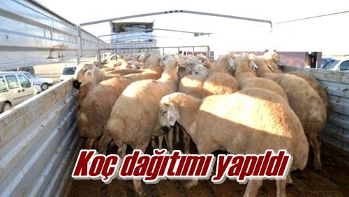 Koç dağıtımı yapıldı