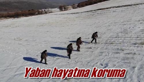 Yaban hayatına koruma