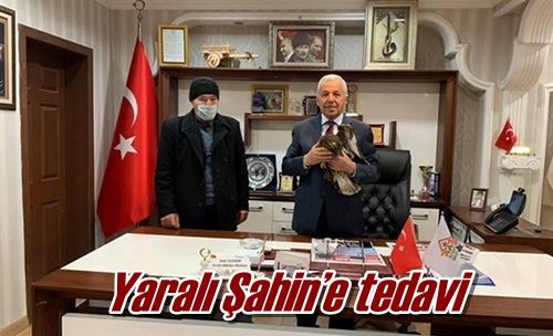 Yaralı Şahin’e tedavi