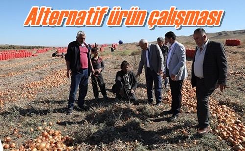 Alternatif ürün çalışması