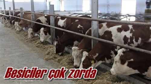 Besiciler çok zorda