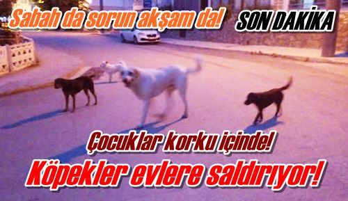 Köpekler evlere saldırıyor!