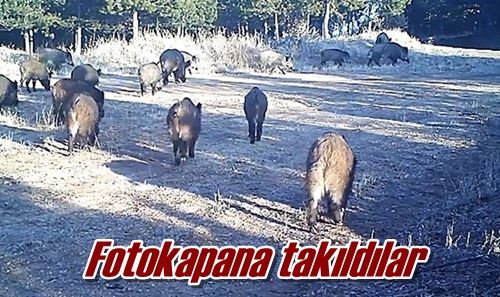 Fotokapana takıldılar