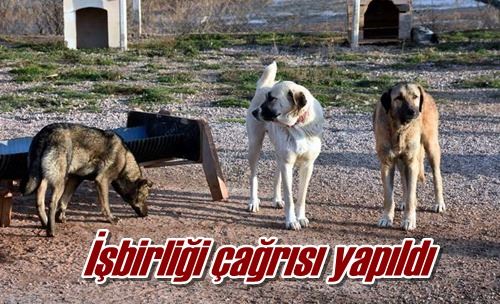 İşbirliği çağrısı yapıldı