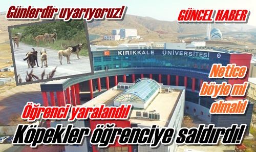 Köpekler öğrenciye saldırdı!