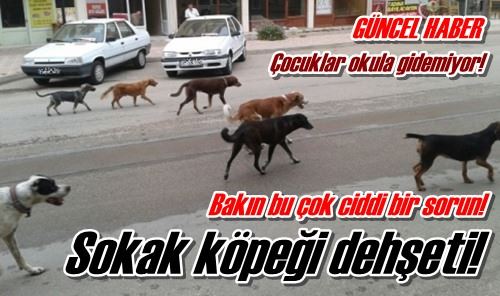 Sokak köpeği dehşeti!