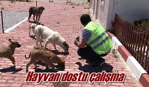Hayvan dostu çalışma