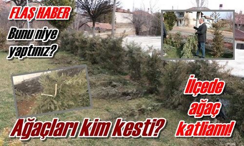 İlçede ağaç katliamı!