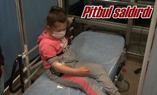 Pitbul saldırdı