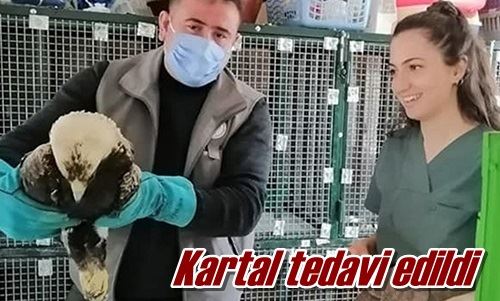 Kartal tedavi edildi