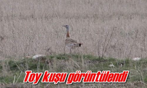 Toy kuşu görüntülendi