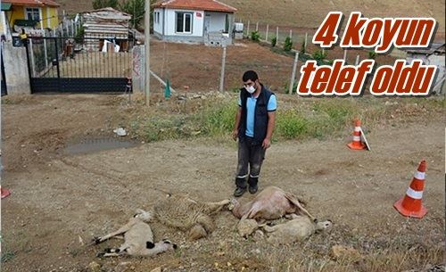 4 koyun telef oldu