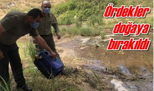 Ördekler doğaya bırakıldı