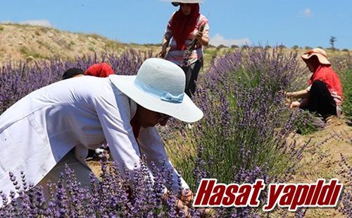 Hasat yapıldı