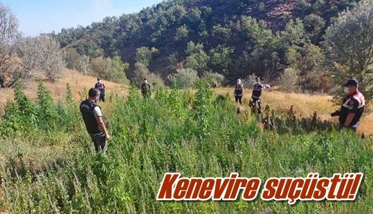 Kenevire suçüstü!