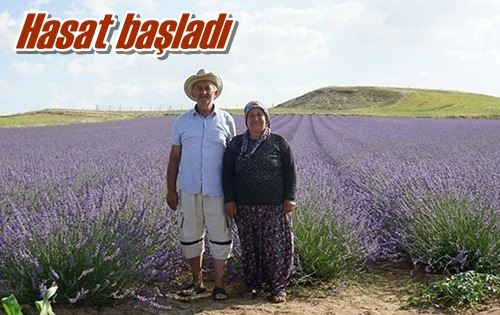 Hasat başladı