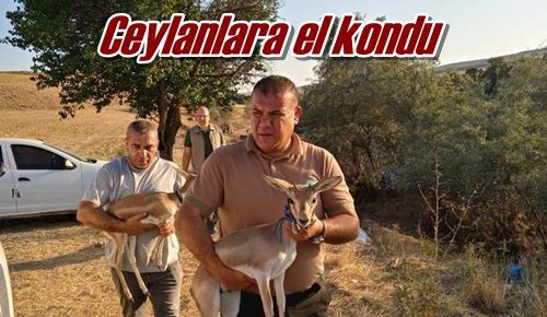 Ceylanlara el kondu