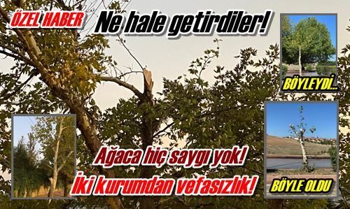 Ne hale getirdiler!