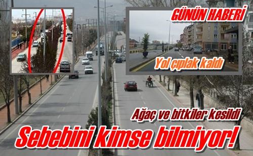 Ağaç ve bitkiler kesildi