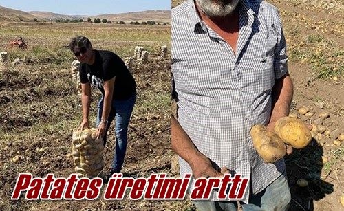 Patates üretimi arttı