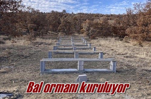 Bal ormanı kuruluyor