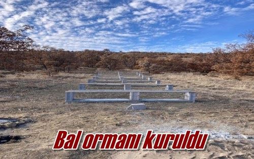 Bal ormanı kuruldu