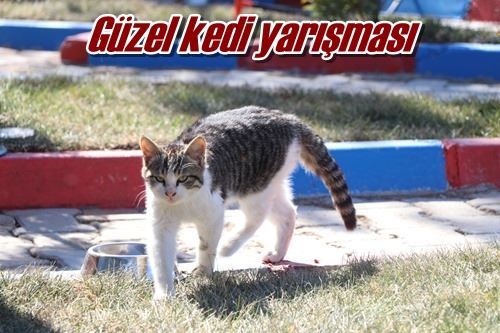 Güzel kedi yarışması