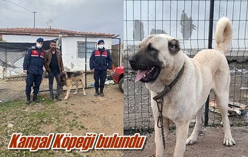 Kangal Köpeği bulundu