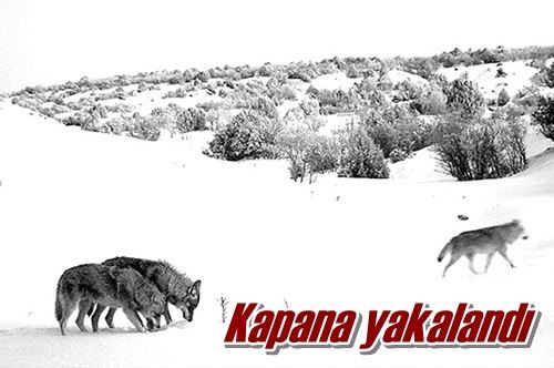 Kapana yakalandı