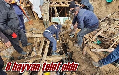 8 hayvan telef oldu