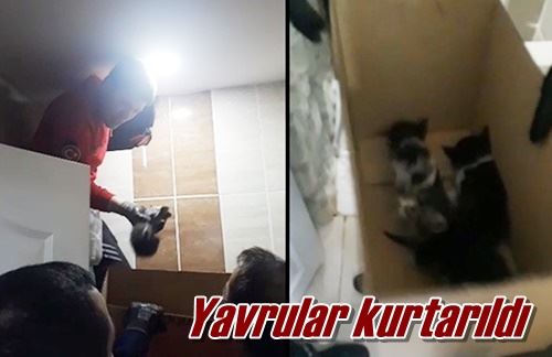 Yavrular kurtarıldı