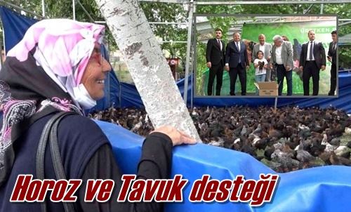Horoz ve Tavuk desteği
