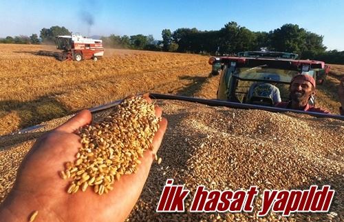 İlk hasat yapıldı