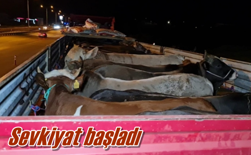 Sevkiyat başladı
