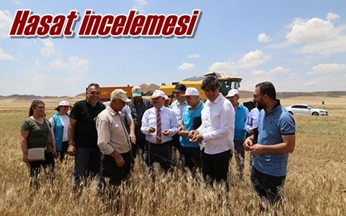 Hasat incelemesi