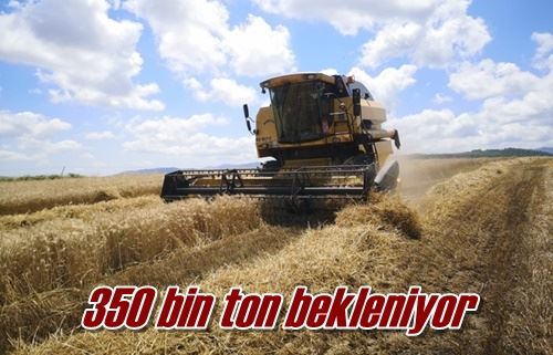 350 bin ton bekleniyor