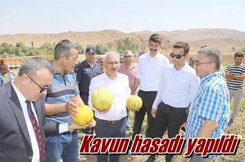 Kavun hasadı yapıldı