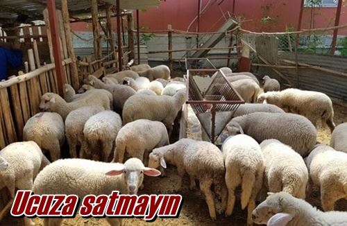 Ucuza satmayın