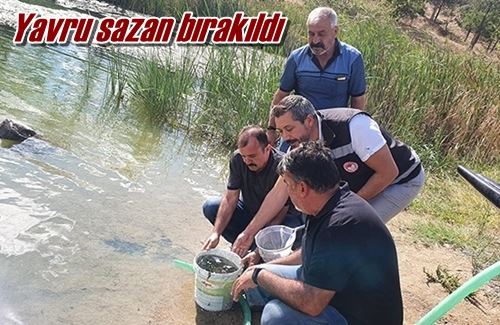 Yavru sazan bırakıldı